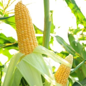 Read more about the article Sourcing Maize: A Complete Guide to Purchasing Maize Online and Wholesale