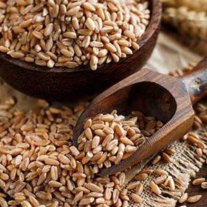 Uncooked whole spelt grain in a bowl with a wooden spoon and spelt ears on the table